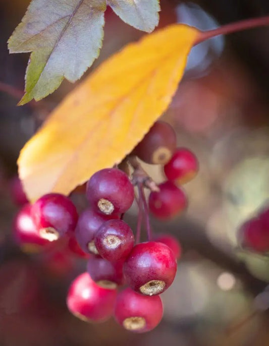 Malus Scarlett® — 12L Container