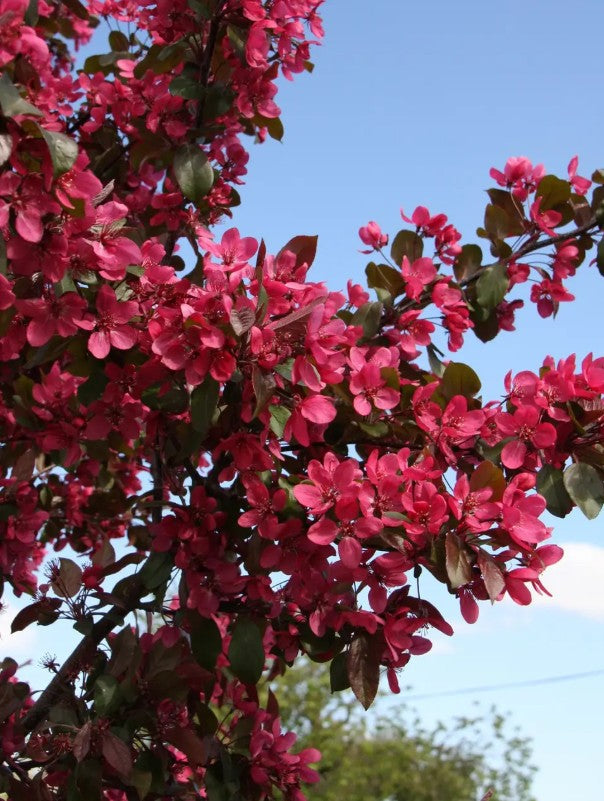 Malus Scarlett® — 12L Container