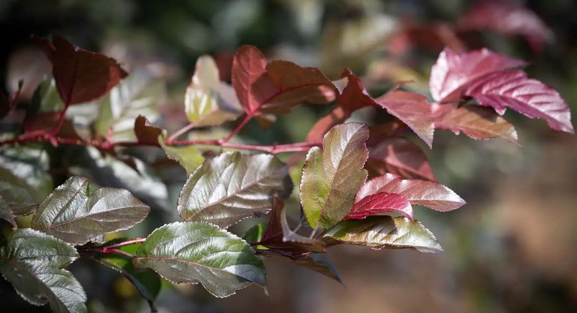 Malus Scarlett® — 12L Container