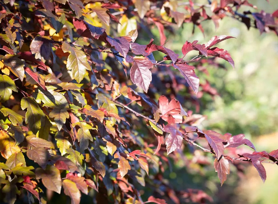 Malus Scarlett® — 12L Container