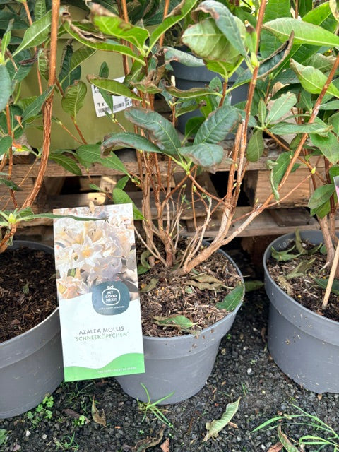 Azalea mollis 'Schneekopfchen' 23cm pot