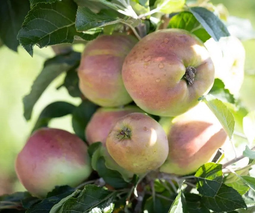 Apple (Malus) Scotch Dumpling MM106