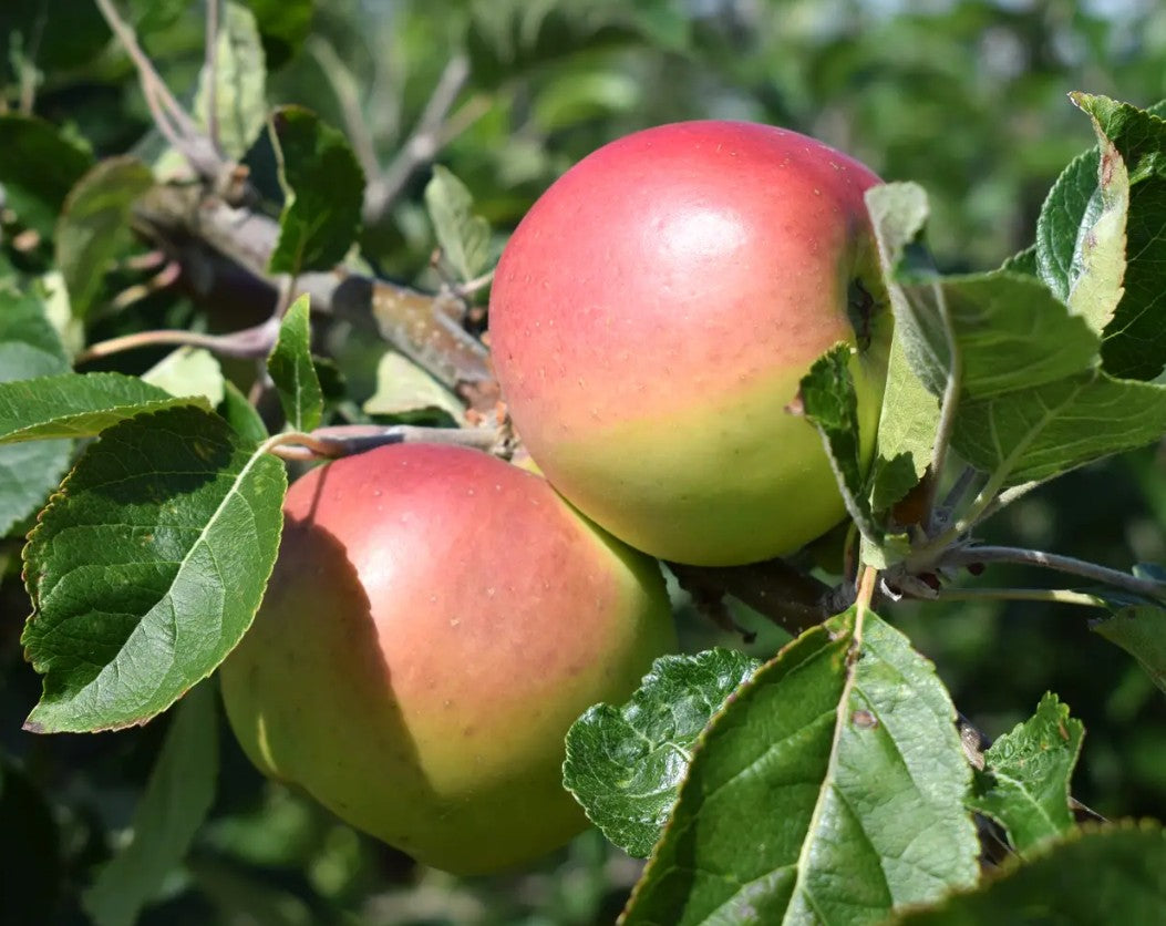 Apple (Malus) Scotch Dumpling MM106