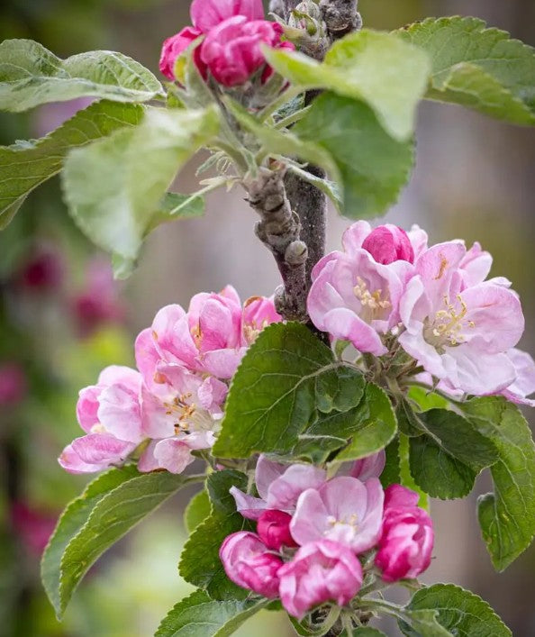 Apple (Malus) Scotch Dumpling MM106
