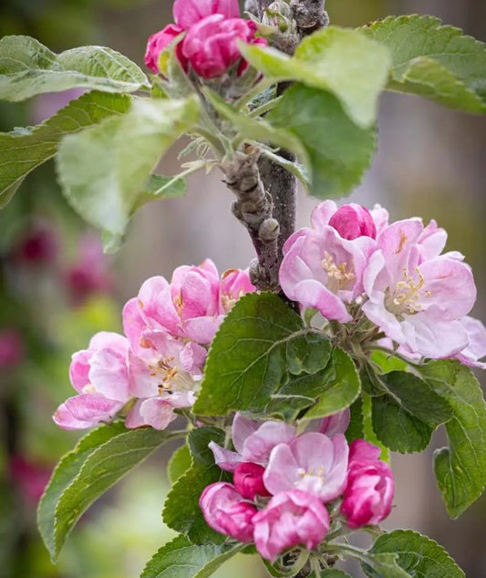 Apple (Malus) Scotch Dumpling MM106