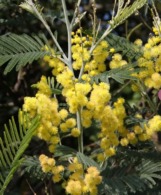 Acacia dealbata 12L pot