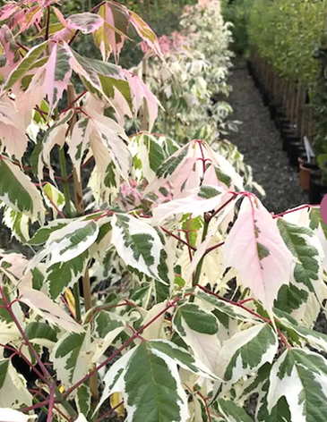 Acer negundo Flamingo 12L