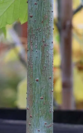 Acer negundo 'Kelly's Gold' 12 ltr pot