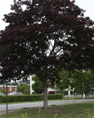 Acer platanoides 'Crimson King' 12L
