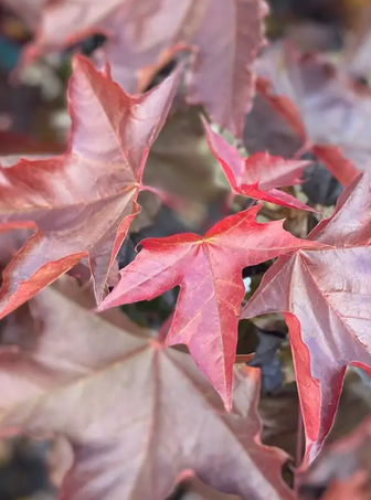Acer platanoides 'Crimson King' 12L
