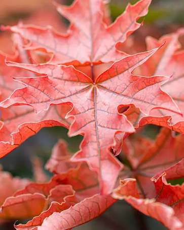 Acer platanoides 'Crimson Sentry' 12L