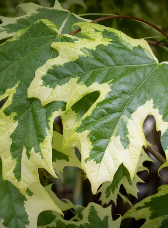 Acer platanoides Drummondii 12L