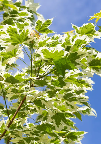Acer platanoides Drummondii 12L