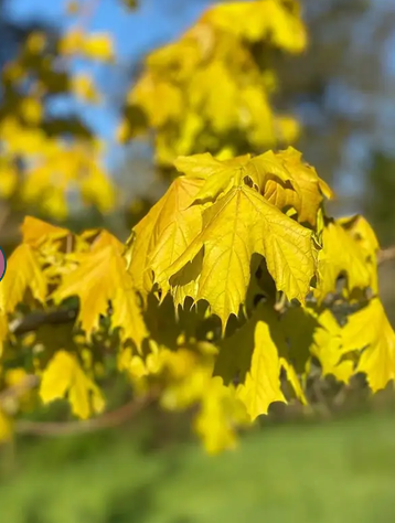 Acer platanoides Princeton Gold 12L pot