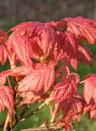 Acer pseudoplatanus 'Brilliantissimum' Top worked at 120cm