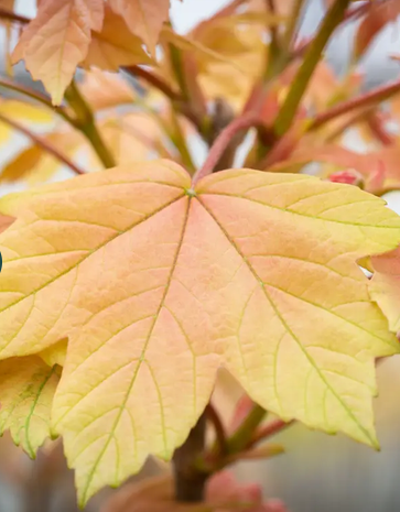 Acer pseudoplatanus 'Brilliantissimum' Top worked at 120cm