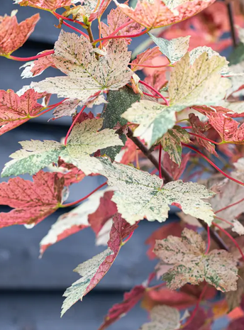 Acer pseudoplatanus 'Esk Sunset' 12ltr pot Top worked at 120cm