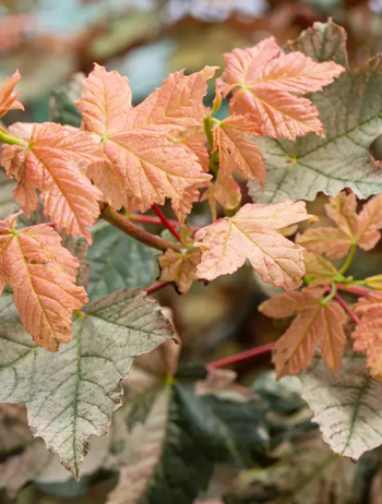 Acer pseudoplatanus 'Esk Sunset' 12ltr pot Top worked at 120cm