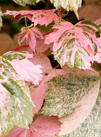 Acer pseudoplatanus 'Simon-Louis Freres 12Ltr pot