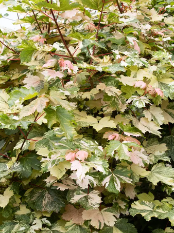Acer pseudoplatanus 'Simon-Louis Freres 12Ltr pot