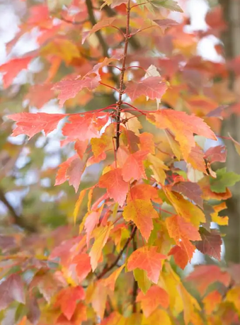 Acer rubrum 'Brandy Wine' 12L pot