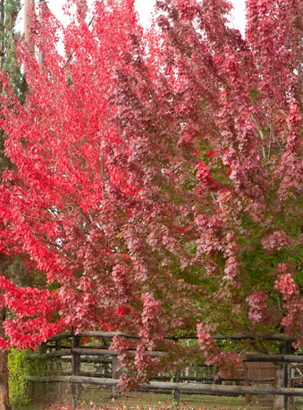 Acer rubrum 'Brandy Wine' 12L pot