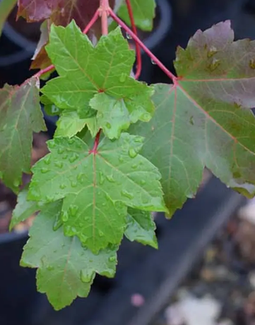 Acer rubrum  'October Glory' 12L pot
