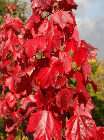 Acer rubrum 'Red Sunset' 12ltr pot