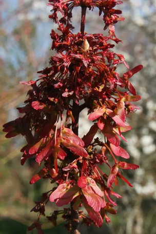 Acer rubrum 'Red Sunset' 12ltr pot