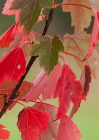 Acer rubrum 'Sun Valley' 12ltr pot