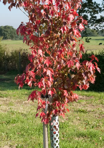 Acer rubrum 'Sun Valley' 12ltr pot