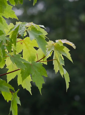 Acer x freemanii ' Autumn Blaze' 12L