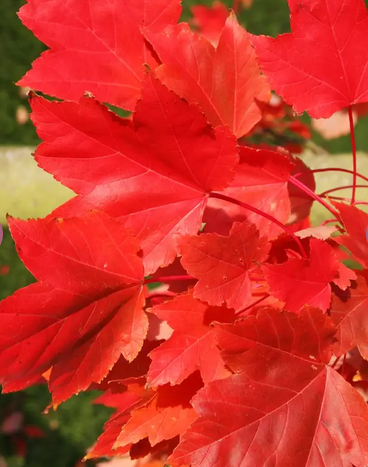 Acer x freemanii Morgan 12L