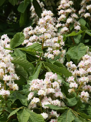Aesculus hippocastanum 12ltr pot