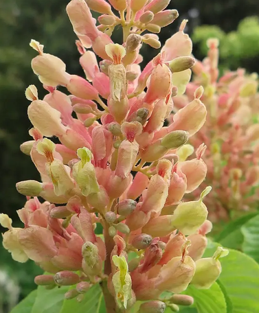 Aesculus x mutabilis 'Induta' 7ltr pot