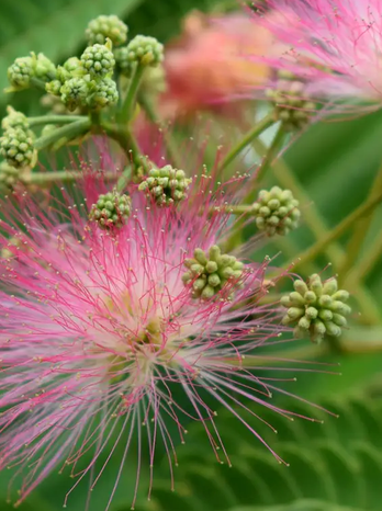 Albizia julibrissen 'Ombrella' 12Ltr pot