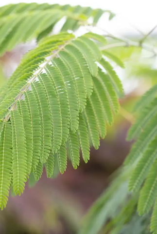 Albizia julibrissen 'Ombrella' 12Ltr pot
