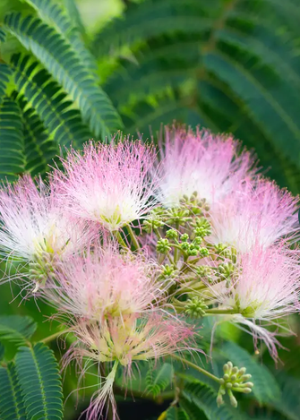 Albizia julibrissen 'Ombrella' 12Ltr pot