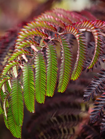 Albizia julibrissen 'Summer Chocolate' 12Ltr pot