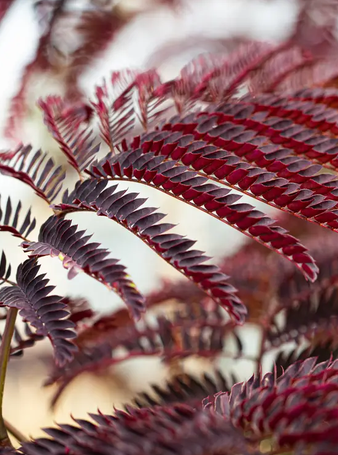 Albizia julibrissen 'Summer Chocolate' 12Ltr pot