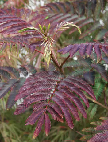 Albizia julibrissen 'Summer Chocolate' 12Ltr pot