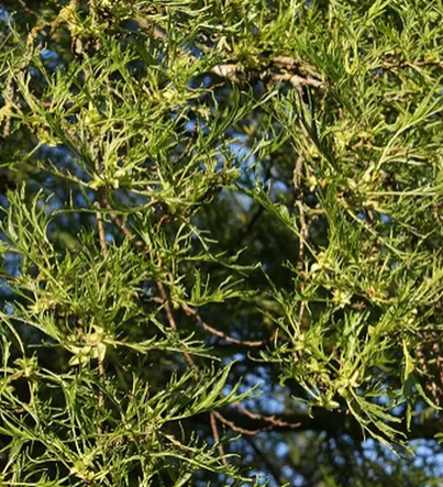 Alnus glutinosa 'Imperialis' 12Ltr pot