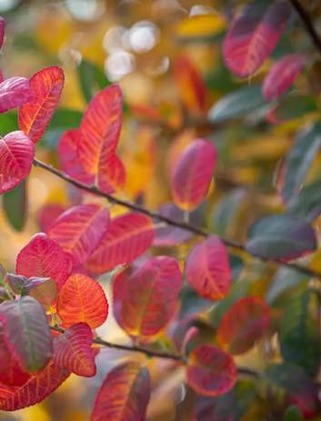 Amelanchier canadensis 'Glenn Form Rainbow Pillar' 12Ltr pot