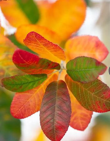 Amelanchier canadensis 'Glenn Form Rainbow Pillar' 12Ltr pot