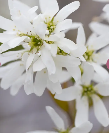 Amelanchier x grandiflora 'Ballerina' 12L