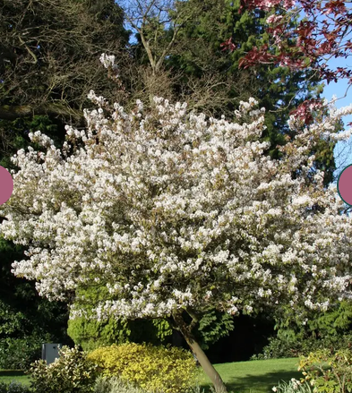 Amelanchier x grandiflora 'Ballerina' 12L