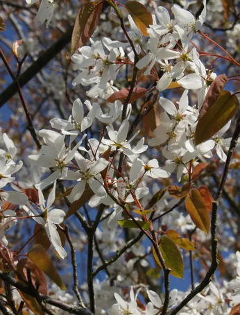 Amelanchier laevis 'Snowflakes' 12Ltr pot
