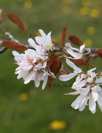 Amelanchier laevis 'R J Hilton' 12Ltr pot