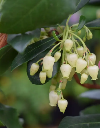 Arbutus unedo 12ltr pot