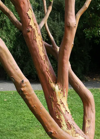 Arbutus unedo 12ltr pot